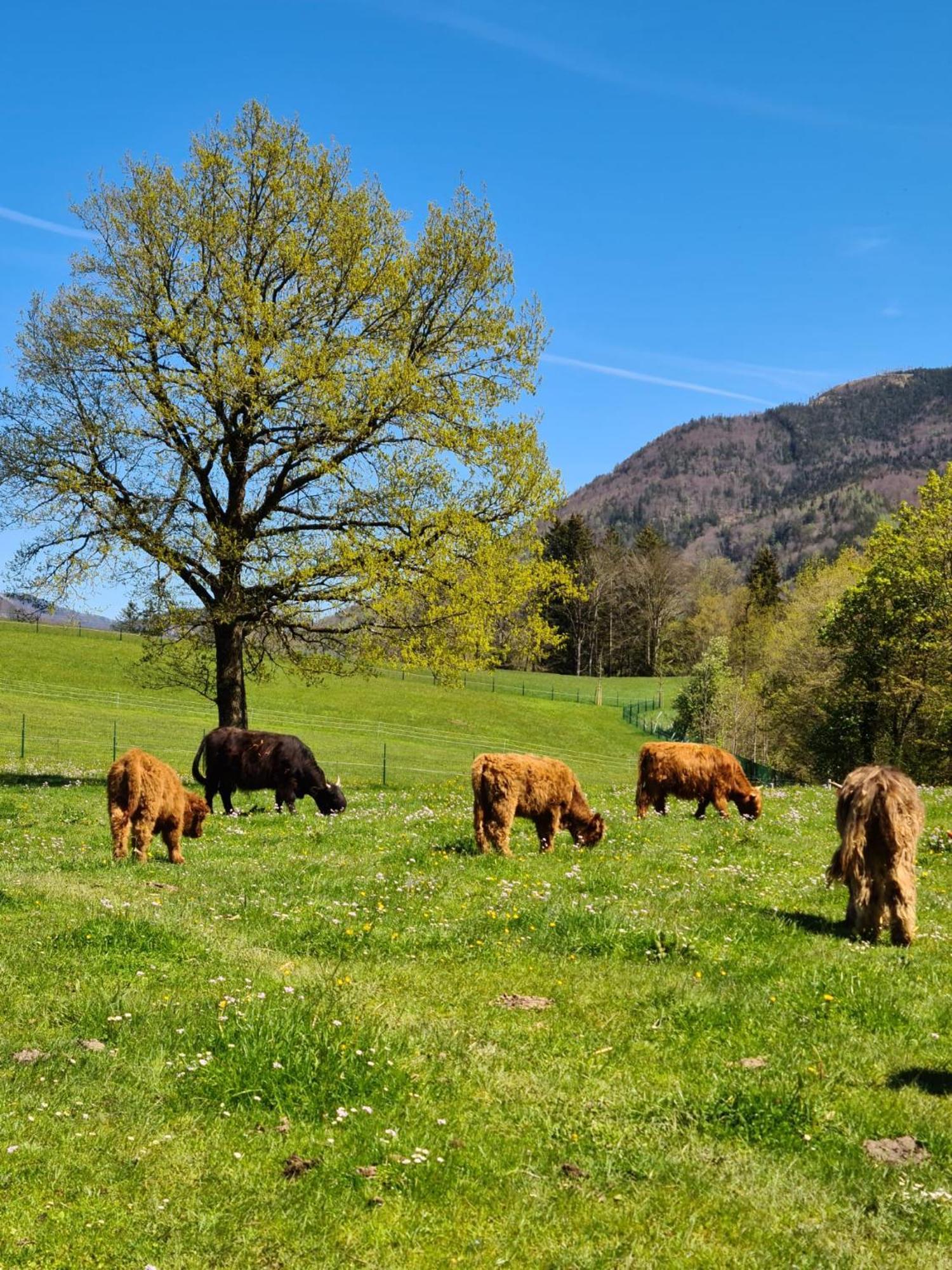 Ferienwohnung Gut Mitterlehen Elsbethen Exterior foto